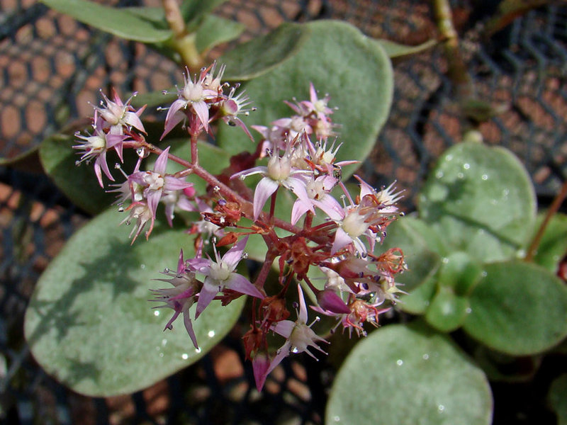 Crassula multicava