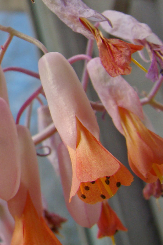 Kalanchoe