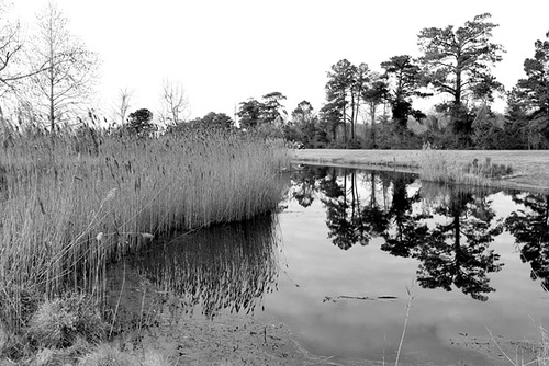 Landscape, Mattamuskeet