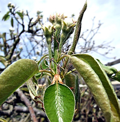 DSCF2617a Pear tree flower buds