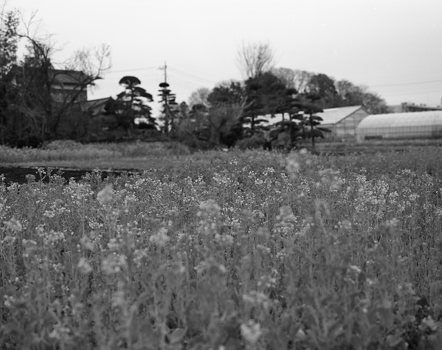 Tenderstem broccoli under the cloudy sky