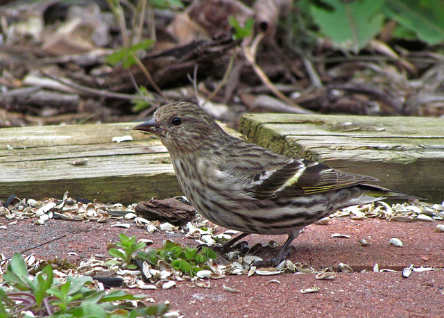 Pine Siskin