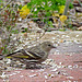 Pine Siskin