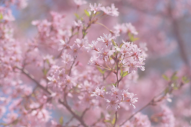 Pink For Monday