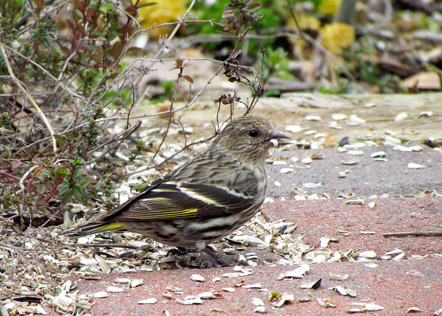 Pine Siskin