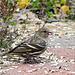 Pine Siskin