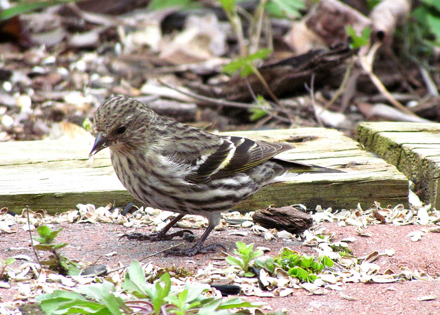 Pine Siskin