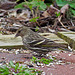 Pine Siskin