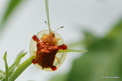 20090705-0041 Aspidimorpha sanctaecrucis (Fabricius, 1792)