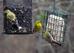 Pine Warbler and Goldfinches