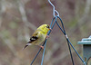 Goldfinch