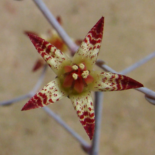 Graptopetalum Superbum flower