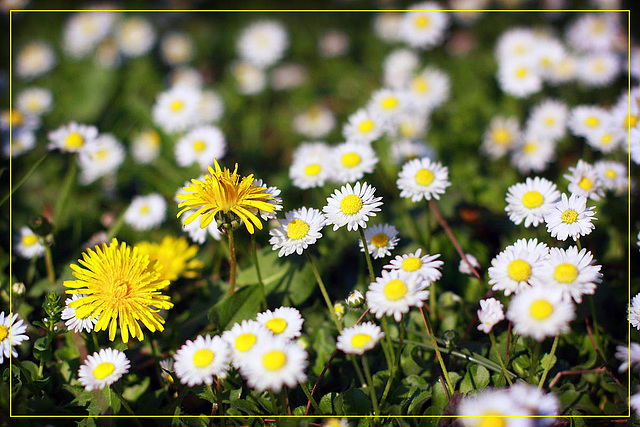 Dandelions & Daisies