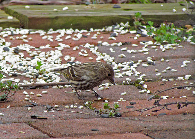 Pine Siskin