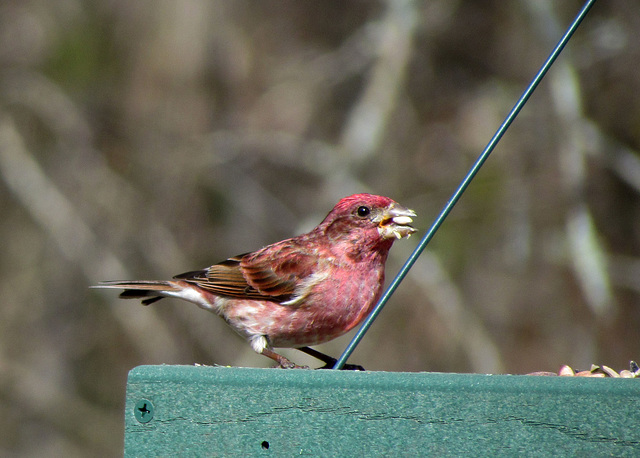 Purple Finch - Male