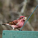 Purple Finch - Male