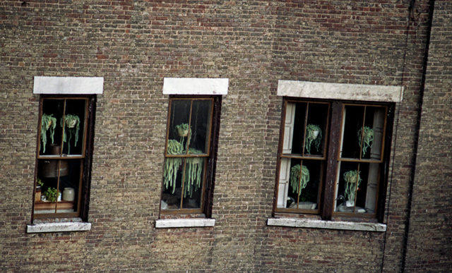 Burro Tails in Manhatten Window