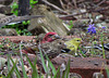 Purple Finch, Goldfinch, and Pine Siskin