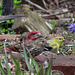 Purple Finch, Goldfinch, and Pine Siskin