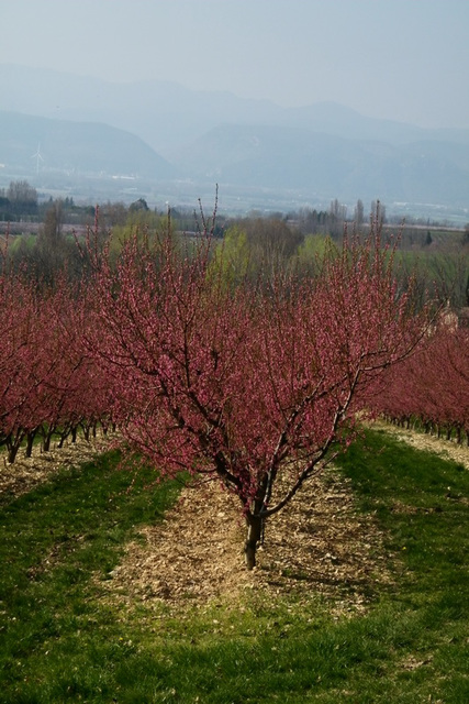 Vergers de la Drôme