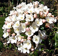 DSCF2589b Viburnam flowers open