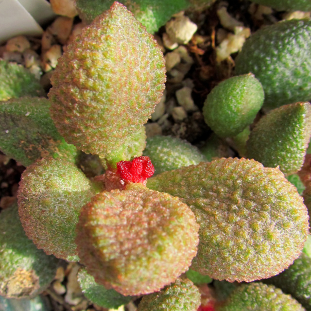 Adromischus marianae herrei