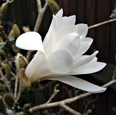 Magnolia Stellata flower