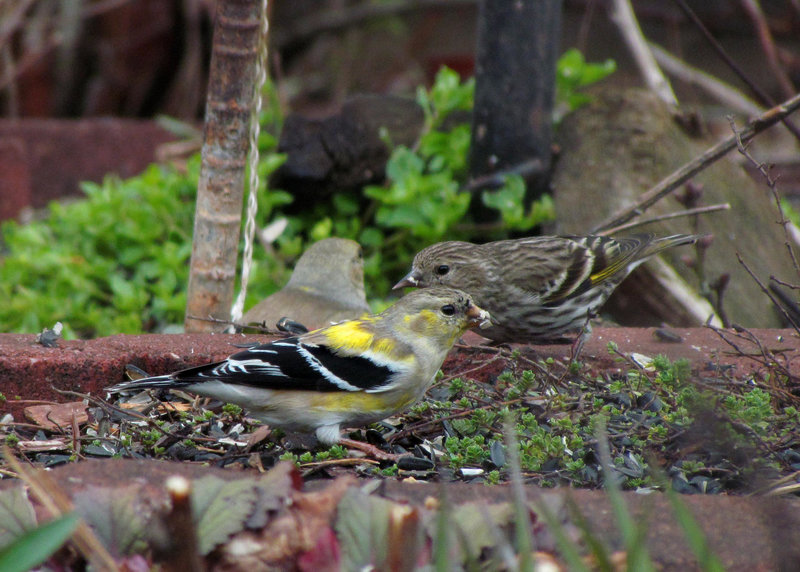 Goldfinch and Pine Siskin