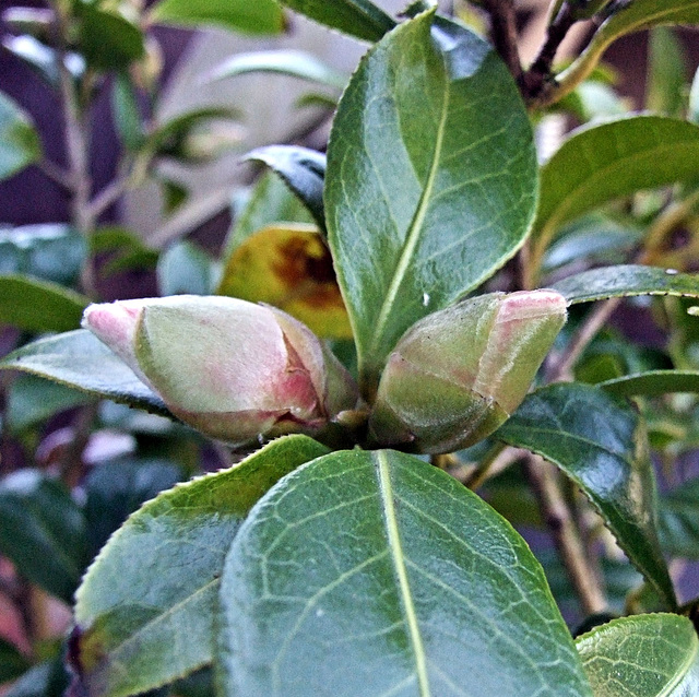 DSCF2603c Camelia buds