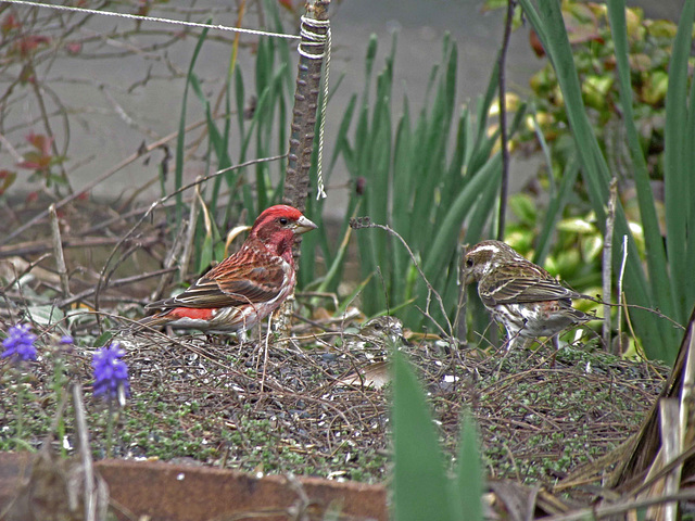 Male and Female Purple Finches