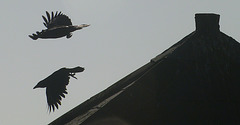 GMP Birds 010