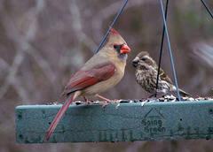 Female Cardinal with Female Purple Finch