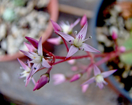 Crassula multiclava Flower