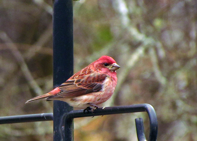 Purple Finch (Male)