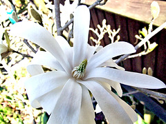 DSCF2599b Magnolia Stellata flower