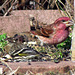 Purple Finch - Male with a Pine Siskin