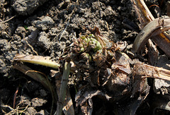 Trachystemon