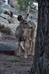 Ungulate Visitors