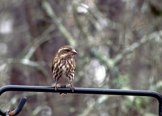 Purple Finch (Female or Juvenile)