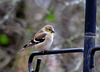 Goldfinch