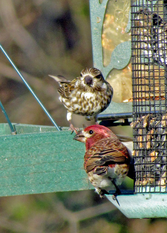 Purple Finches