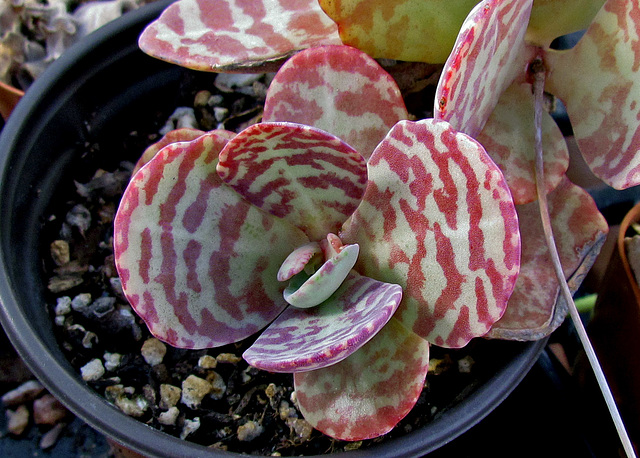 Kalanchoe Marmorata