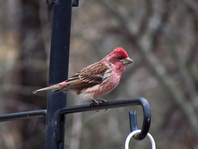 Male  purple finch