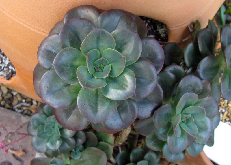 Echeveria