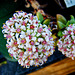 Crassula rupestris flowers