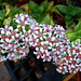 Crassula rupestris flowers