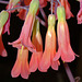 Kalanchoe Flowers