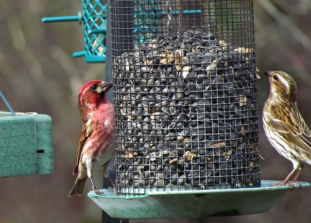 Purple Finch with Tick