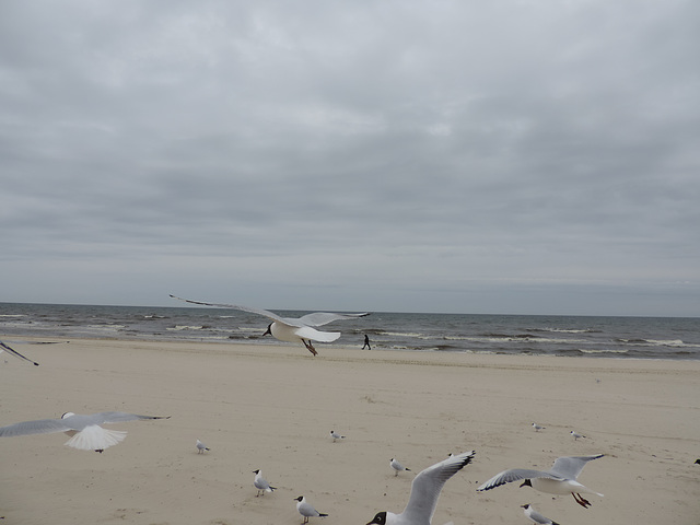 Heringsdorf - Strandspaziergang