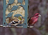 Goldfinch and Male Purple Finch